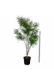 Styphnolobium japonicum C55 Lit. 200-225 cm extra