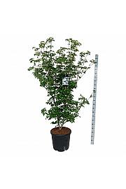 Cornus kousa Wietings Select C55 Lit. 150-175 cm extra