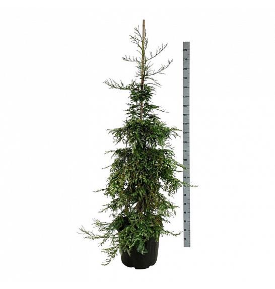 Sequoia sempervirens Silver Ghost C55 Lit. 175-200 cm extra