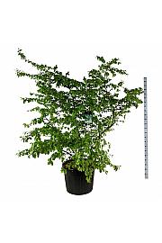 Parrotia persica C90 Lit. 200-225 cm extra