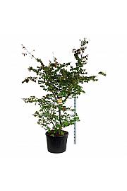 Parrotia persica C130 Lit. 200-225 cm extra