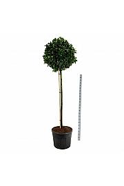 Prunus laurocerasus Etna C130 Lit. Na steblu 180 cm extra