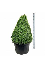 Buxus sempervirens C285 Lit. 125-150 cm; Piramida