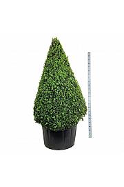 Buxus sempervirens C285 Lit. 175-200 cm; Piramida
