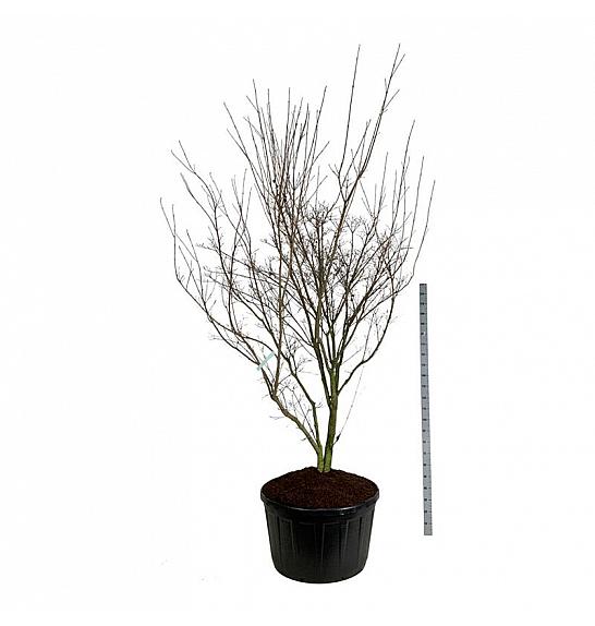 Cornus kousa Weisse Fontaine C285 Lit. 250-300 cm; Soliter
