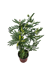 Acacia dealbata Mimosa; Ø17; 60-80 cm