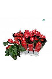 Anthurium andr. Ø14 Red