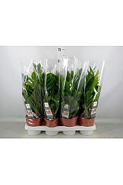 ZAMIOCULCAS Ø14