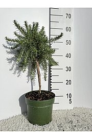Rosmarinus prostratus Ø18 Na Steblu 20 cm