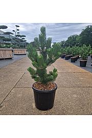 Pinus nigra Oregon Green C15 Lit. 60-70 cm