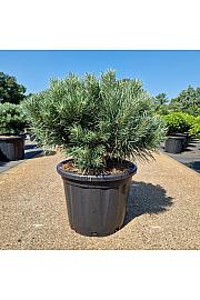 Pinus sylvestris Watereri C35 Lit. 60-70 cm Krogla