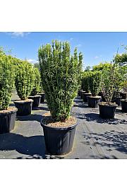 Cephalotaxus harringtonia Fastigiata C80 Lit. 100-110 cm