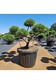 Pinus nigra Brepo cutted C80 Lit. 90-100 cm Bonsai