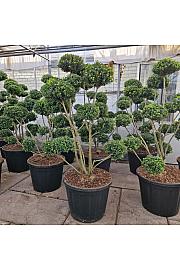 Ilex crenata Mutchagara C130 Lit. 125-150 cm Bonsai