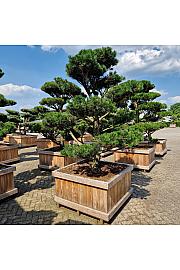 Pinus contorta v lesen koritu 110x110 200-225 cm Bonsai