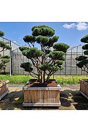 Pinus sylvestris Watereri v lesenem koritu 130x130 cm 250/+ cm Bonsai