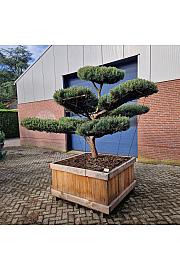 Pinus sylvestris Watereri Nr. 5 v lesenem koritu 125x125 cm; 190 cm; Krošnja 240 cm Bonsai