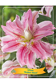 Lilium Broken heart Ø11