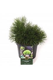 Pinus mugo Pumilio C2,5 Lit. 15-20 cm