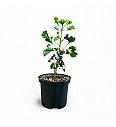Ginkgo biloba Jehoshaphat C2,5 Lit. 15-20 cm