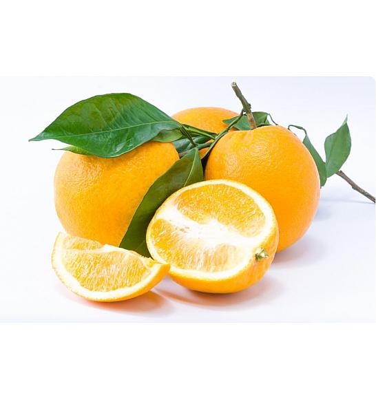 Citrus sinensis Limon Carrubaro Ø24 Na steblu 50 cm