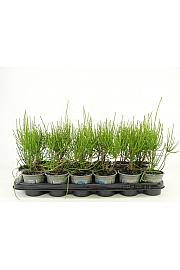 Platycladus orientalis Franky Boy Ø9