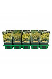 Alchemilla mollis mix Ø11