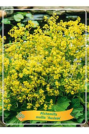 Alchemilla mollis Auslese Ø11