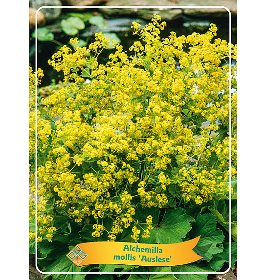 Alchemilla mollis Auslese Ø11