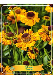 Helenium Carmen Ø11