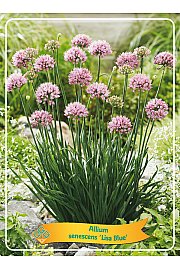 Allium senescens Lisa Blue Ø11