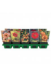 Geum Mix Ø11