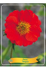 Geum Sangria Ø11