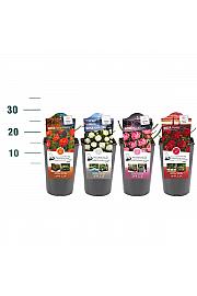 Rosa struik Mix MORSDAG/KOSTER C3 Lit. 10-15 cm