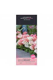 Hydrangea p. Groundbreaker® Blush C3 Lit.