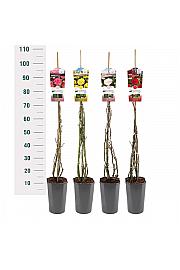 Rosa Mix Exclusive collection C3 Lit. 50-60 cm Vzpenjava