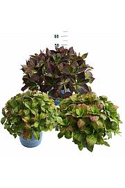 Hydrangea E.S. Mix Collection® C10 Lit. 25-35 cm