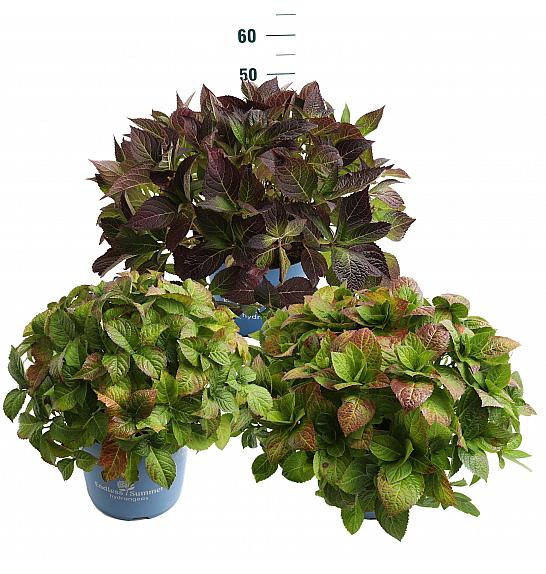 Hydrangea E.S. Mix Collection® C10 Lit. 25-35 cm