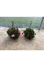 Dipladenia Mandeville Fushion Bloom Selection Ø26