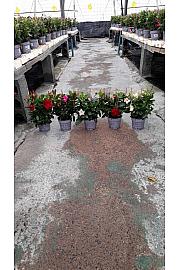 Dipladenia Mandeville Fushion Bloom Selection Ø14