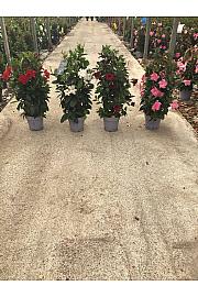 Dipladenia Mandeville Fushion Bloom Selection Ø20