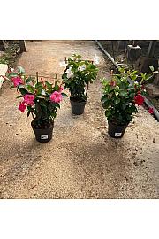 Dipladenia Sandeville St Line Ø17