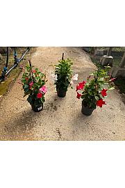 Dipladenia Sandeville St Line Ø17