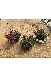 Dipladenia Variety Mix Tropical Coast Ø23