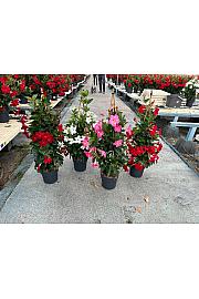 Dipladenia Variety Mix Tropical Coast Ø20