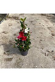 Dipladenia Mandeville Fushion Tricolor Bloom Selection Ø17