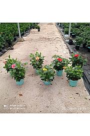 Hibiscus Longlife Pacific Vibes Ø18