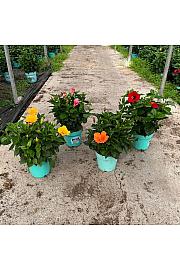 Hibiscus Longlife Pacific Vibes Ø24