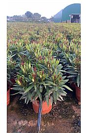 Nerium Oleander Evolution Ø17