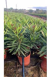Nerium Oleander Ø17